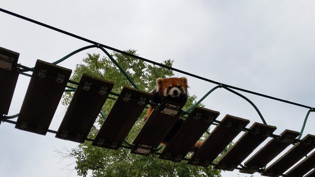 障害者割引が利く旭山動物園のレッサーパンダ